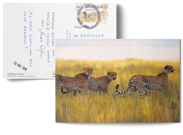 Testimonial über die erfolgreiche Behandlung durch Dr. Johannes Gründler - Postkarte mit einem Bild von 3 Leoparden in Namibia